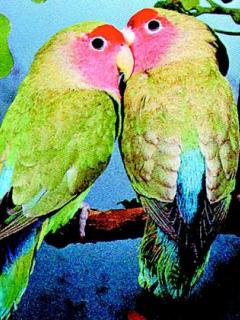 Other Wallpapers 0697